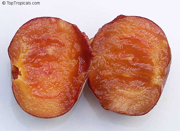 Tropical Apricot